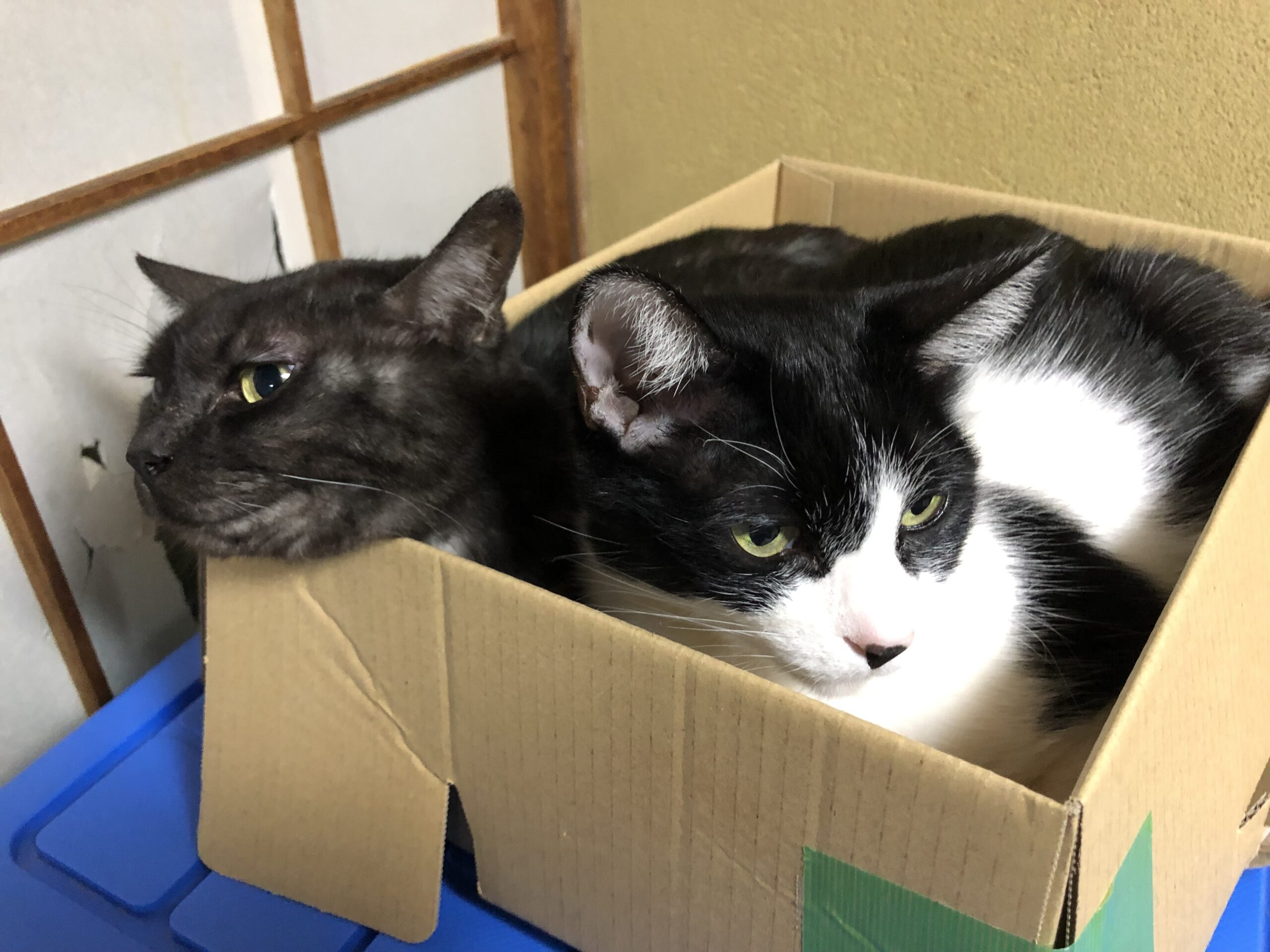皆様の自慢のペット教えてください🐱