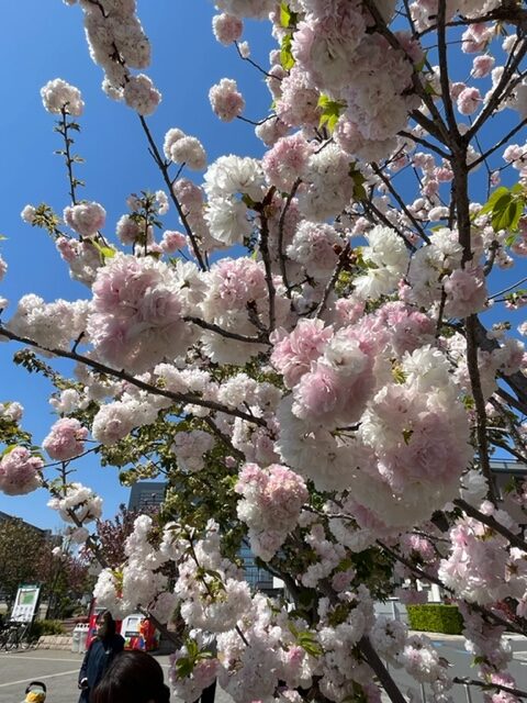 造成局にいってきました🌸