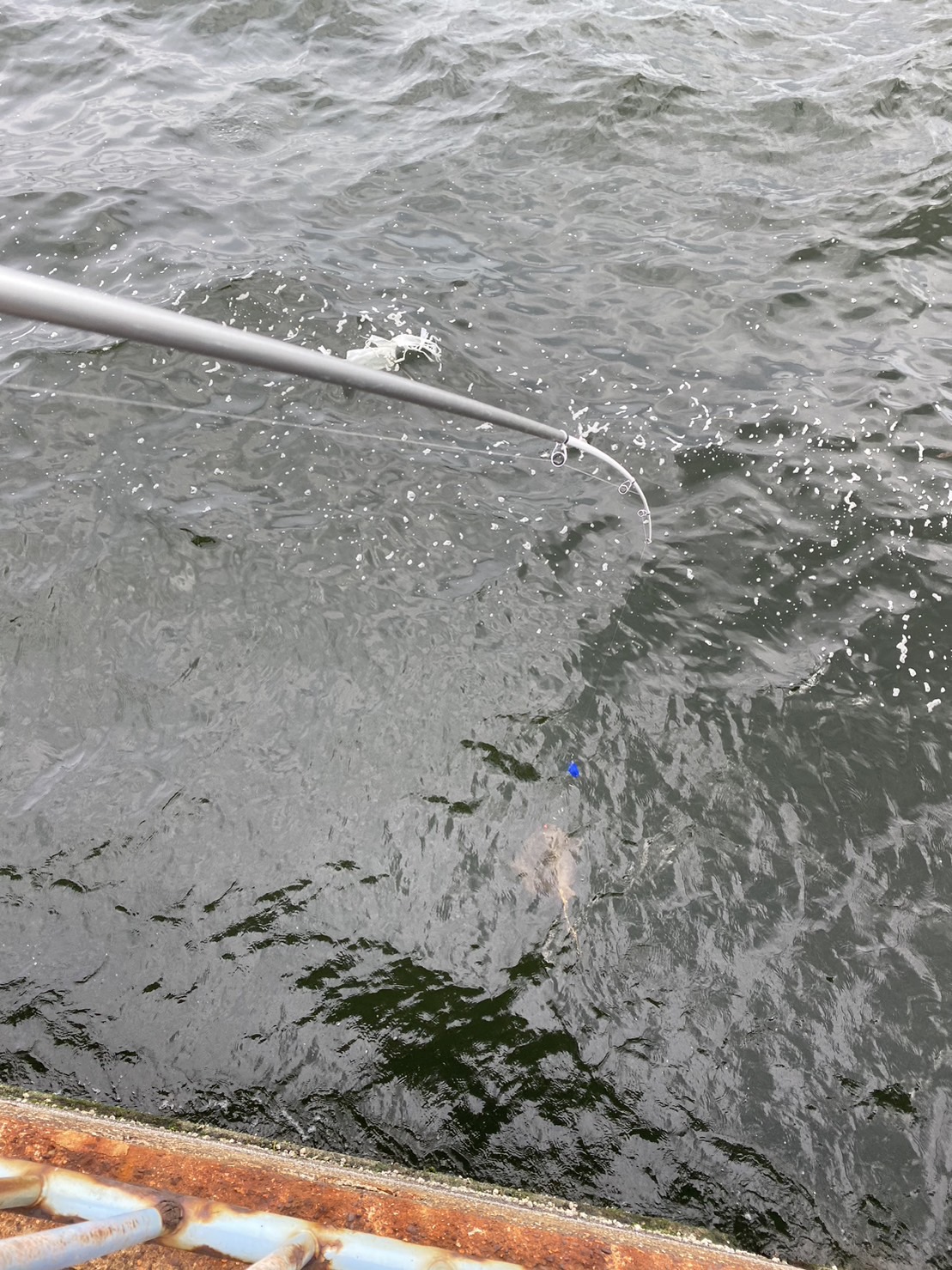 釣りに行ってきました🎣そこで釣れたのは。。